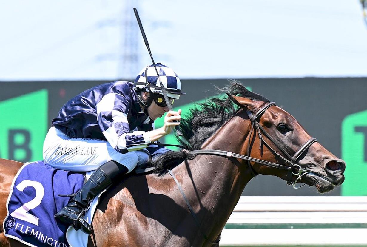 GUINEAS TILT UNLIKELY FOR SASS APPEAL